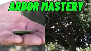 How to Identify Trees Like a True Pro! Coast Live Oaks