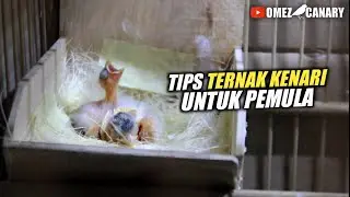 Untung Rugi Ternak Burung Kenari buat pemula | Modal & Persiapan