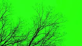 Green Screen | Chroma Key |  naked tree green screen | 4K | HD