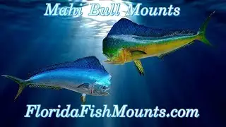 Mahi Bull Fish Mount Replicas - Custom Fiberglass Fish Replicas by Florida Fish Mounts