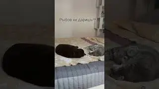 Не слушаешь! 