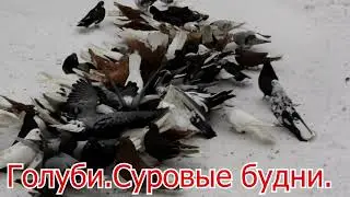 Голуби   Суровые будни