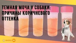 Темная моча у собаки: причины коричневого оттенка