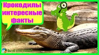 Крокодилы - интересные факты