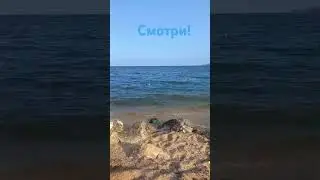 СМОТРИ! Кто в море!   #крым #черноеморе