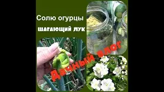 🍒Дачный влог.Солю огурцы. Дыни огурцы томаты в теплице.🌻