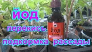 ЙОД , ПЕРЕКИСЬ - СУПЕР ПОДКОРМКА ДЛЯ   РАССАДЫ    IODINE, PERPEKIS - SOLD THE RASSADA