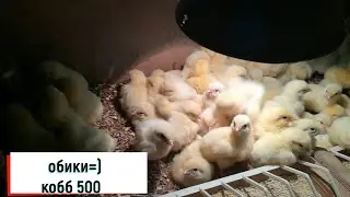 Взял бройлера.Но не все пошло по плану(Кобб 500)