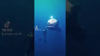 There's always a bigger fish 🐠 