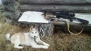 Югорские охотники показали, как правильно ставить ловушки на зверя и облаивать белок до обморока