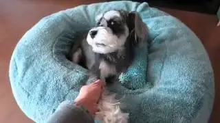 Лежанка Puppy Angel PA BD 113 можно уже заказать в интернет магазине GlamDog.Ru