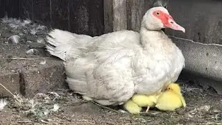 ОГРОМНОЕ ПОПОЛНЕНИЕ И ВЕЛИКАЯ ПОТЕРЯ! САМАЯ ЛЮБИМАЯ ПТИЦА НА ПОДВОРЬЕ! ОГРОМНОЕ СТАДО ОГРОМНЫХ ПТИЦ