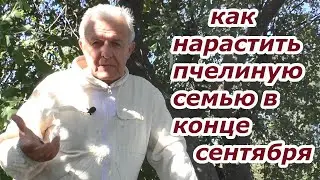 В ГНЕЗДЕ МАЛО ПЧЕЛЫ. Что делать? ПОДКОРМКА В КОНЦЕ СЕНТЯБРЯ. 