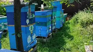 Готовим пчёл в зимовку!!!. Лето 2024 закончилось!!! Медосбор "на высоте"!!!