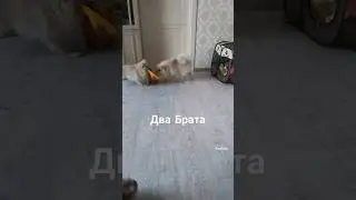 Братья шпицы ❤️❤️❤️ #шпиц #pomeranian #топ