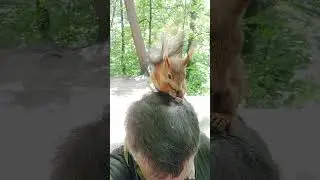 Голова нужна не только для того, чтобы шляпу носить / My head and squirrel