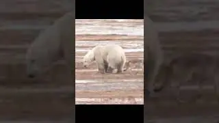 wolf vs bear #shorts - wolf pack attack polar bear #youtubeshorts - #wolfpack #polarbear #wolves
