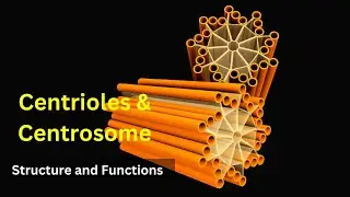 Centrioles structure and functions|| Centrosomes || Cilia and Flagella|Biology class 9| Cell biology