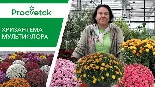 Как сохранить и приумножить ХРИЗАНТЕМУ МУЛЬТИФЛОРА без проблем?