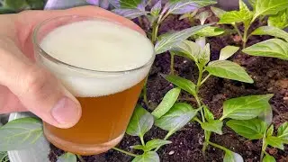 You will be surprised! Be sure to Water Your Seedlings With This For Powerful Root Growth! The most