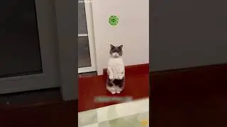 А вы знали о таком факте про кошек? 🐈