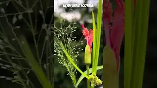 Gcam Video Footage #gcam #video #googlecamera #shortvideo