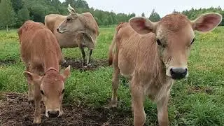 БЫК НА ОХОТЕ🐂ДЕТИ ПОЮТ🙉 Я В ДЕЛАХ ПРАВЕДНЫХ