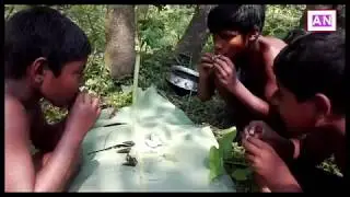 Primitave technology small kids find snail in village ponds eating delicious cooking or eating