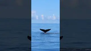 Humpback whales in Hawaii!! 