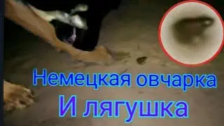 Немецкая овчарка нашла лягушку.