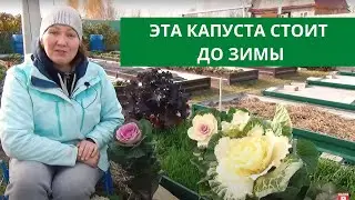 СЕЗОН КАПУСТЫ 2021 | Главные итоги
