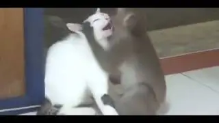 Страстная любовь!  Приколы про животных 2013! funny video joke in new 2013!