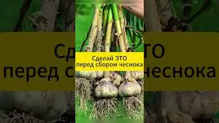 Перед сбором чеснока обязательно сделай это!  