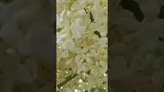 Japanese Lilac Tree is adorned with white flowers for a brief 2 weeks,it's foliage is a great shade