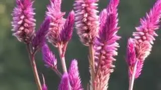 Цветы Футажи HD 5