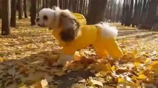 Зимний комбинезон для собаки