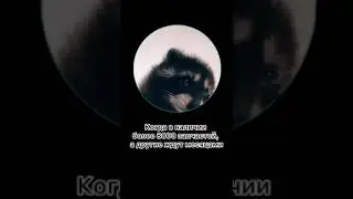 #shortvideo