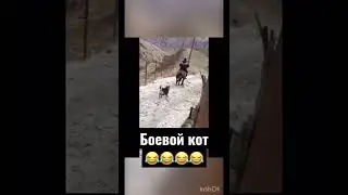 Кот напал на лошадь 😂😂😂 