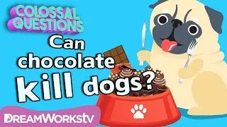 Will Chocolate Kill Your Dog? | COLOSSAL QUESTIONS