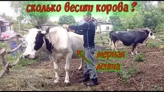 Как узнать вес быка, коровы // Лента для измерения живого веса молочных коров и телят/.