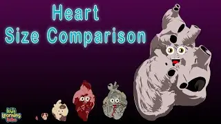 Human Body Size Comparison Heart Size Comparison