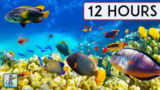 CORAL REEF AQUARIUM COLLECTION #4 • 12 HOURS • BEST RELAX MUSIC • SLEEP MUSIC