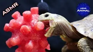 Satisfying ASMR Mukbang Eating CORONAVIRUS 🦠 Turtle Tortoise 42