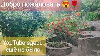 Моя любимая дача,розы хвойники и дизайн