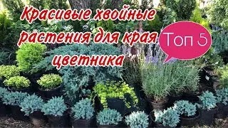Топ 5 .Самые красивые хвойные растения для бордюра. Хвойные растения для края цветника. Красивый сад