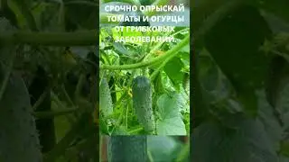 СРОЧНО ОБРАБОТАЙТЕ  НАТУРАЛЬНЫМ РАСТВОРОМ И ЛИСТЬЯ НА ОГУРЦАХ  И ТОМАТВХ ЖЕЛТЕТЬ НЕ БУДУТ