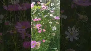 Нет для меня желаннее поры, Чем та, где в царстве зелени и света Душой вдыхаю ароматы лета...