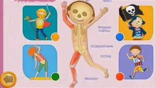 скелет и мышцы