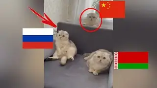 ЛЮТЫЕ ПРИКОЛЫ 2022 😆 СМЕШНЫЕ КОШКИ и СОБАКИ 😺🐶ЛУЧШИЕ ПРИКОЛЫ ПРО ЖИВОТНЫХ😂