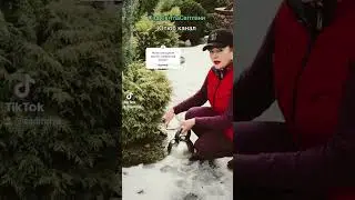 Допомога хвойним рослинам навесні . 